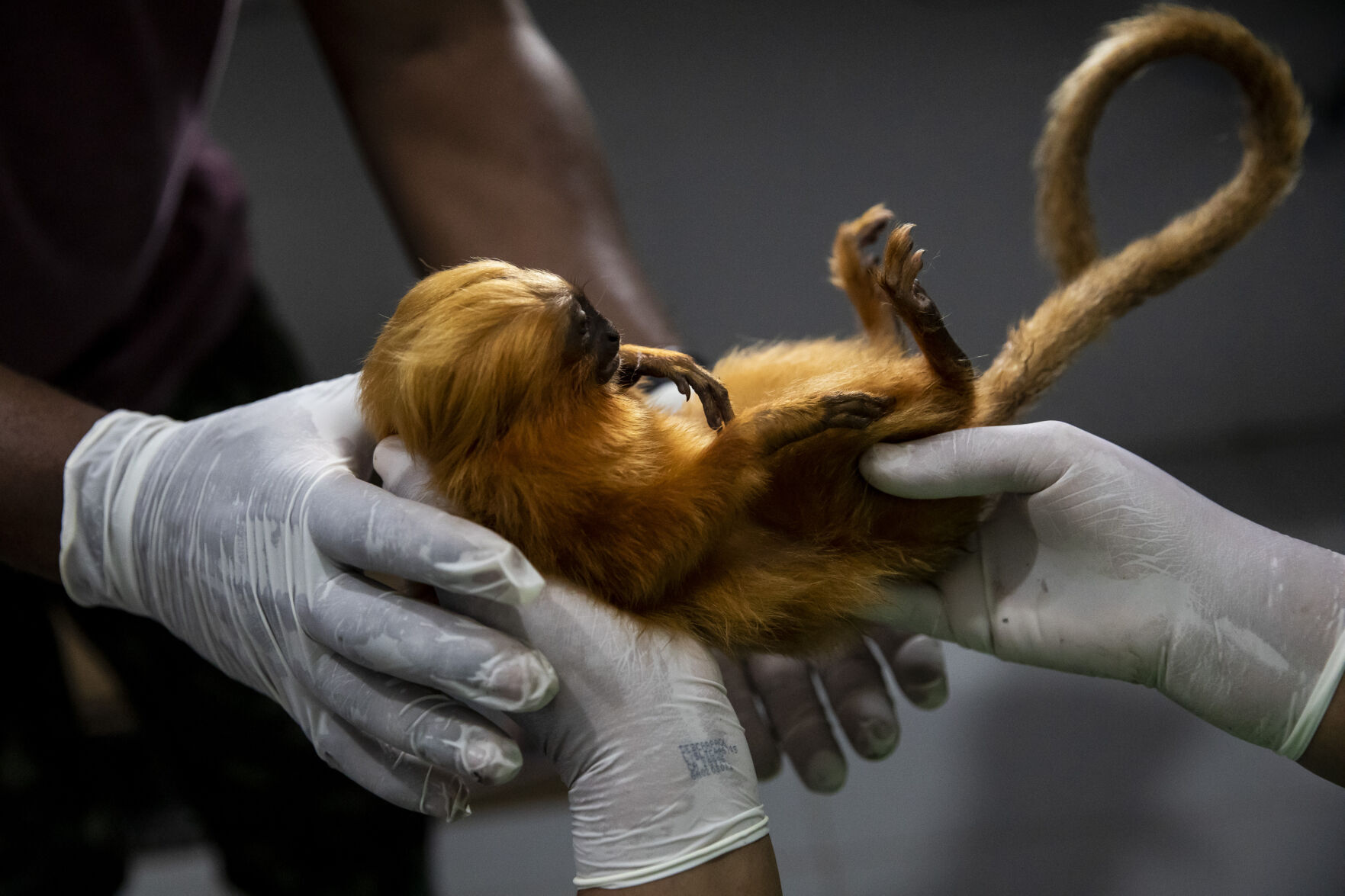 Brazil Golden Monkey Vaccination